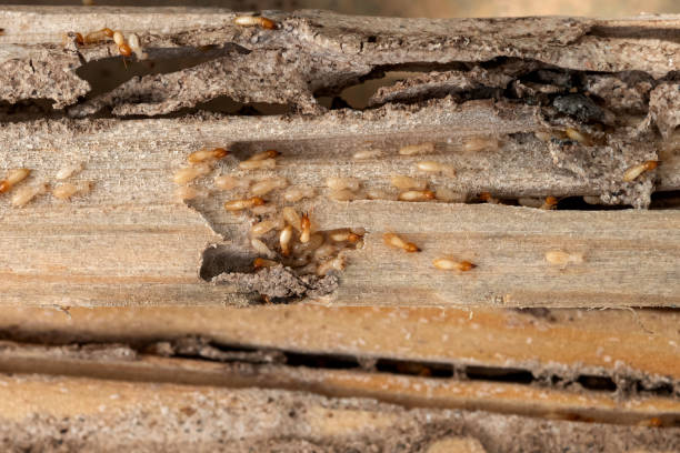 Best Best Pest Control Near Me  in Bardonia, NY